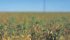As of Aug. 1, 2017, all grades of chickpeas and fababeans grown in Western Canada will have an ergot tolerance of .05 percent, the CGC has announced. | File photo