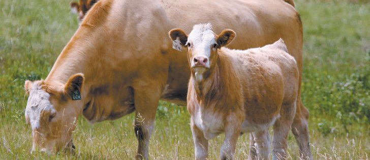 Speculation that the incoming U.S. administration would bring back country of origin labels has raised concern in Canada. | File photo