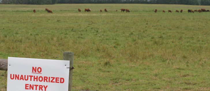 The Canadian Food Inspection Agency is doubling and potentially tripling the rate of testing on cattle herds under quarantine in the Jenner, Alta., area in coming days.  | File photo