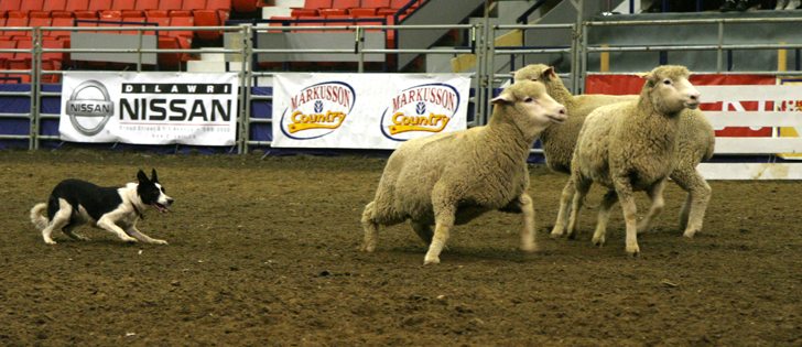 A crowd favourite, the International Stock Dog Championships, is also underway at Agribition today with the final round at 1:30. | File photo