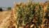 The U.S. Department of Agriculture raised its already record forecast for U.S. corn and soybean harvests on Wednesday. | File photo