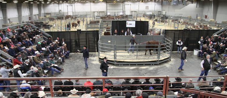To maintain the country’s TB-free status, other cattle are being destroyed and ranches are prohibited from selling animals until a Canadian Food Inspection Agency investigation directs them otherwise.  | File photo