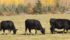 The herds of about 50 ranchers in southeastern Alberta remain under quarantine after one cow that grazed in a community pasture near Jenner and Suffield was diagnosed with tuberculosis in mid-September. | File photo