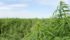 Health Canada, in a Notice to Industry document, said it was eliminating testing for THC (the active ingredient in marijuana) in most varieties of hemp. As well, growers will no longer have to identify fields for planting of hemp, prior to spring seeding. | File photo