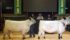 A bred heifer from Riverhill Farm owned by Barry and Elaine Ducherer of Neilburg fetched $26,000 from buyers Sid and Anne Hillier in the U.K. The consignor offered buyer's choice. The remaining heifer sold for $16,500 to Wrangler Farms, Westlock, Alta. and Outback Farm, Sturgeon County, Alta. | Barbara Duckworth photo