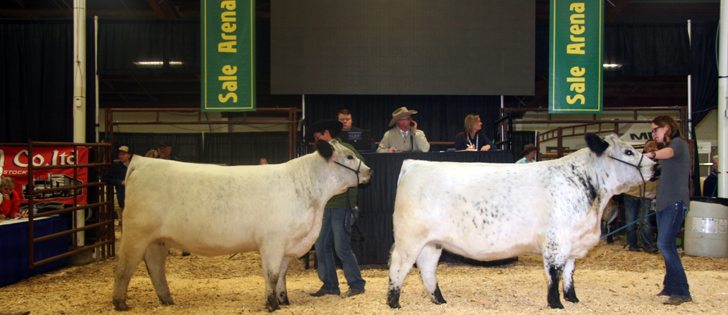 A bred heifer from Riverhill Farm owned by Barry and Elaine Ducherer of Neilburg fetched $26,000 from buyers Sid and Anne Hillier in the U.K.  The consignor offered buyer's choice. The remaining heifer sold for $16,500 to Wrangler Farms, Westlock, Alta. and Outback Farm, Sturgeon County, Alta.  |  Barbara Duckworth photo