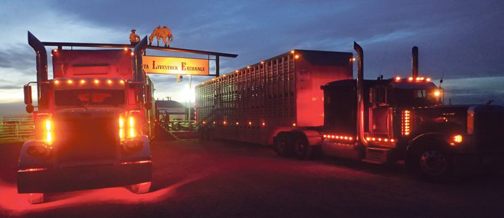 Cattle are loaded onto trucks after an auction sale at the Southern Alberta Livestock Exchange in Fort Macleod, Alta., earlier this fall. The federal government recently posted regulations that would toughen the rules for transporting livestock.  |  Barb Glen photo