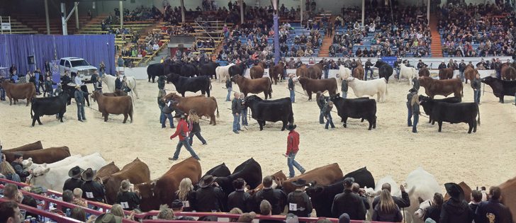 This is a composite photo taken of all participating animals in the Royal Bank Supreme Beef Challenge, held at the end of Canadian Western Agribition in Regina Nov. 27.  | William DeKay photo