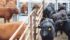 The GrowSafe Beef System installation shows cattle can move freely to the feed bunks, which capture information on feed intake, their weight and how often they are eating. | Grow Safe photo