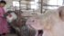 A farmer feeds water to pigs at an enclosure in a pig farm in Liaocheng, Shandong province in 2015. An increase in Chinese hog production has major implications for the Canadian pork industry.
| REUTERS/Stringer photo