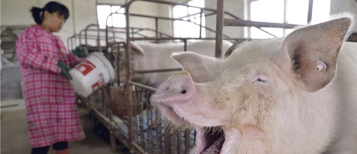 A farmer feeds water to pigs at an enclosure in a pig farm in Liaocheng, Shandong province in 2015. An increase in Chinese hog production has major implications for the Canadian pork industry.
|  REUTERS/Stringer photo