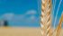 Maltsters appear unconcerned by Canadian harvest problems. Australian and Black Sea product provide alternatives. | File photo