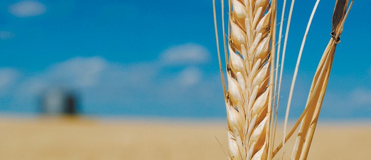 Maltsters appear unconcerned by Canadian harvest problems. Australian and Black Sea product provide alternatives.  |  File photo