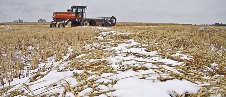 Farmers persevered against some of the most challenging fall conditions in years and brought in a large crop. Statistics Canada had trouble tallying the crop because of the late harvest. Its numbers are subject to revision for two years.  |  File photo