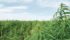 Canadian hemp growers and hemp seed processors have asked the federal government for years to simplify and remove regulations for hemp production. | File photo