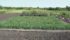 This photo shows the age difference between the year of seeding (foreground) and first production year (background). | Doug Cattani photo