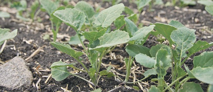 Canola growers should set a target plant density, count the plants per sq. foot when they emerge, record that information and monitor the crop throughout the season to see if the density had good results.  |  File photo