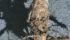Blackleg costs Canadian canola growers millions of dollars each year. | File photo