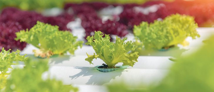 Indoor Farms of America has developed a proprietary method to grow fruits and vegetables inside based on a technique called aeroponics. Plants are grown without soil in aeroponics. The suspended roots are misted with nutrient-rich water. | Getty image