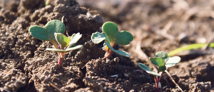  Agri-Trend’s Canola 100 challenge hopes its competitors will share their knowledge to benefit the entire industry.  |  File photo