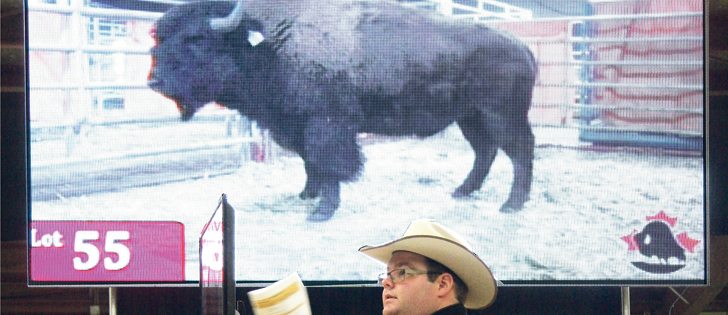 Ring man David Jacobs of Ontario works the crowd as Lot 55, a yearling bull consigned by Bison Spirit Ranch of Oak Lake, Man., brought the highest price at the Canadian National Bison Sale during Canadian Western Agribition, selling for $35,000.  |  Karen Briere photo