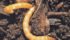 Wireworm populations have been on the increase in Canada since the banning of Lindane in 20014. | PMRA photo