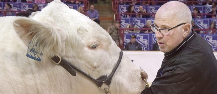 Mike Panasiuk shows SOS Chuckwagon 54C during finals for the supreme champion bull at Canadian Western Agribition. The bull took the top award at the Royal Winter Fair in Toronto.  |   William DeKay photo