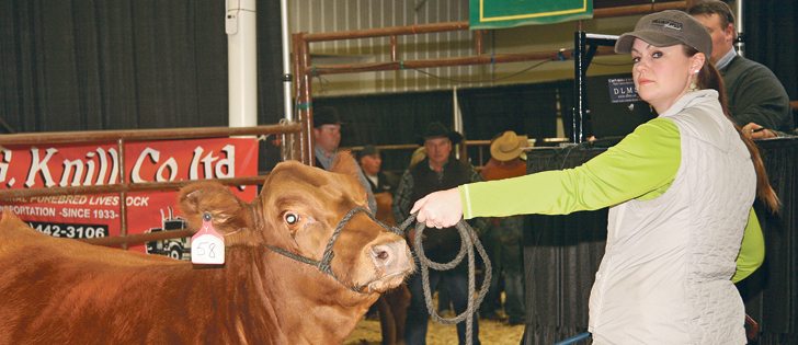 Trisha Sickler of Prairie Hills Gelbvieh at Gladstone, North Dakota, led this heifer into the Canadian Western Agribition sales ring. It sold for $5,200. The Sickler family has been coming to the show for the last eight years and has developed some strong Canadian connections.  |  Barbara Duckworth photo