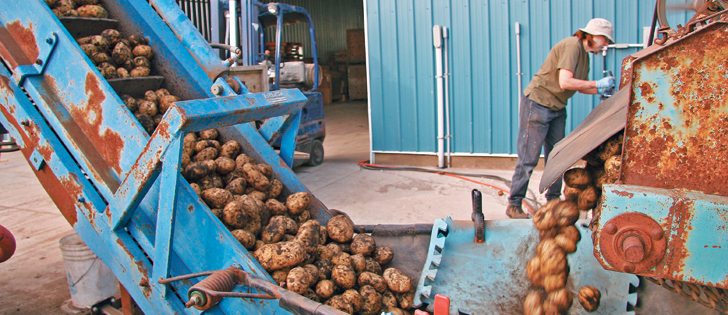 Manitoba potato growers ran out of storage space because of a record crop. Production problems in Europe might generate export opportunities for Canadian frozen product.  |  File photo