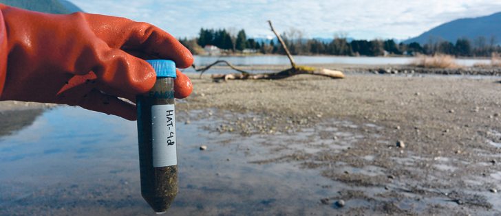 In the 2014-15 avian flu outbreak, researchers used genomic technology to detect viruses found in samples of wetland sediment taken near the outbreak in the Fraser Valley. | Photo courtesy B.C. Agriculture, Animal Health Branch