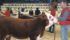 Chad Wilson, owner of Haroldson’s Polled Herefords of Wawota, Sask., sold this bull calf for $70,000 at the Hereford national sale during Canadian Western Agribition. | Barbara Duckworth photo