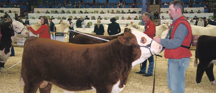 Chad Wilson, owner of Haroldson’s Polled Herefords of Wawota, Sask., sold this bull calf for $70,000 at the Hereford national sale during Canadian Western Agribition.  |  Barbara Duckworth photo