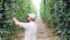 Dwayne Stewart checks hops on his Abbottsford,
B.C., farm.
He and members of his family formed the B.C. Hops Co., which dries and bales hops for further processing into pellets. It says expansion in craft beer is a major driver in looking to expand acres. | Dwayne Stewart photo