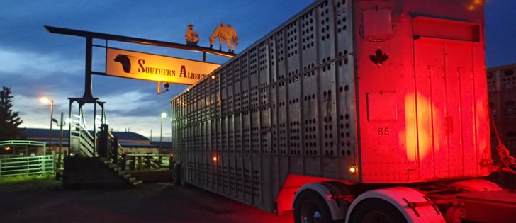 Some 700 million animals, most of them poultry but also cattle, pigs, horses, sheep and goats, are transported in Canada every year, according to the Canadian Food Inspection Agency.  | Barb Glen photo