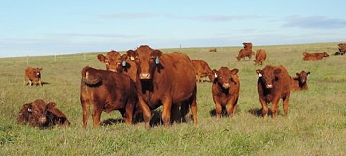Maternal seedstock producer. Harris Ranch - Penhold, Alberta. 