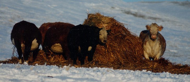Compensation should be in the hands of Alberta ranchers affected by bovine tuberculosis before Christmas. | File photo