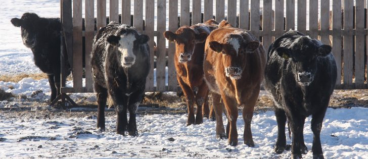 An uncertain future looms over a community of southern Alberta ranchers whose operations are in quarantine because of bovine tuberculosis.  | File photo