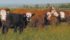 A bovine tuberculosis imposed quarantine was lifted on six premises in southern Alberta yesterday. | File photo