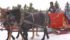 Driver Allen Weinhandl of Mackwacis with the Percheron team of Dora, Miruh and Dixie take families for a sleigh ride around Fir Ever Green Tree Farm. The Kappelers operated a farm in Switzerland for 18 years before moving to Falun, Alta. | Maria Johnson photo
