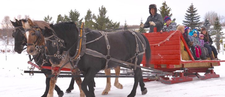 Driver Allen Weinhandl of Mackwacis with the Percheron team of Dora, Miruh and Dixie take families for a sleigh ride around Fir Ever Green Tree Farm. The Kappelers operated a farm in Switzerland for 18 years before moving to Falun, Alta. |  Maria Johnson photo