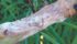 A provincial disease survey found that 90 percent of tested canola fields in Manitoba had sclerotinia stem rot. | Canola Council of Canada photo