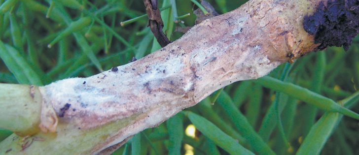A provincial disease survey found that 90 percent of tested canola fields in Manitoba had sclerotinia stem rot. | Canola Council of Canada photo