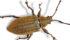 Peas and faba beans in parts of Alberta were hit hard by pea leaf weevils this year.
| File photo