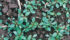 Waterhemp has been found 70 kilometres from the U.S. border. | USDA photo