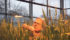 Pierre Hucl of the University of Saskatchewan’s Crop Development Centre examines a durum wheat research project Jan. 18. | William DeKay photo