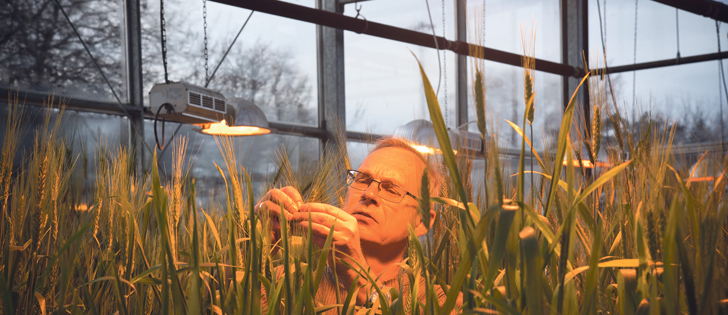 Pierre Hucl of the University of Saskatchewan’s Crop Development Centre examines a durum wheat research project Jan. 18.  |  William DeKay photo