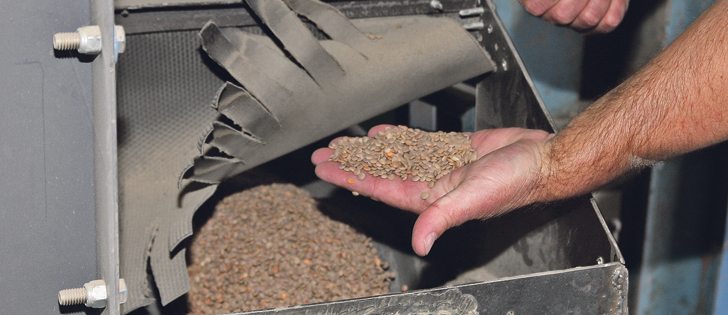 Canadian farmers harvested a huge lentil crop but quality problems have hurt exports. Now, a big Australian crop will present new competition.  |  File photo