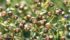 Canadian flax exports to the European Union could increase by 13,000 tonnes, says an analyst. | File photo