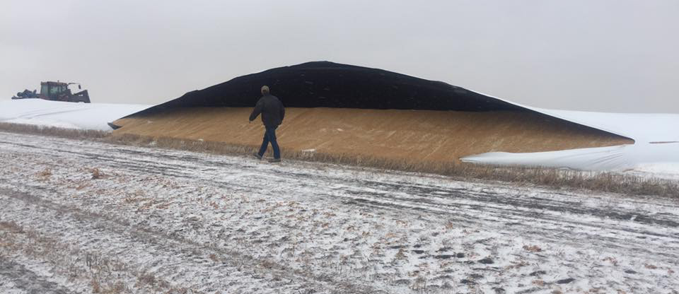 Grain Bag Slashing Angers Farmer The Western Producer Grain Bag Slashing Angers Farmer