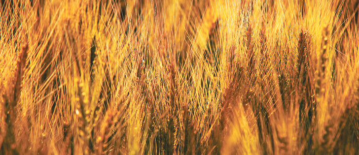 Western Canadian farmers currently pay two checkoffs worth about $1 per tonne. After Aug. 1, there will be one checkoff that may increase slightly, depending on provincial fee increases.  |  File photo